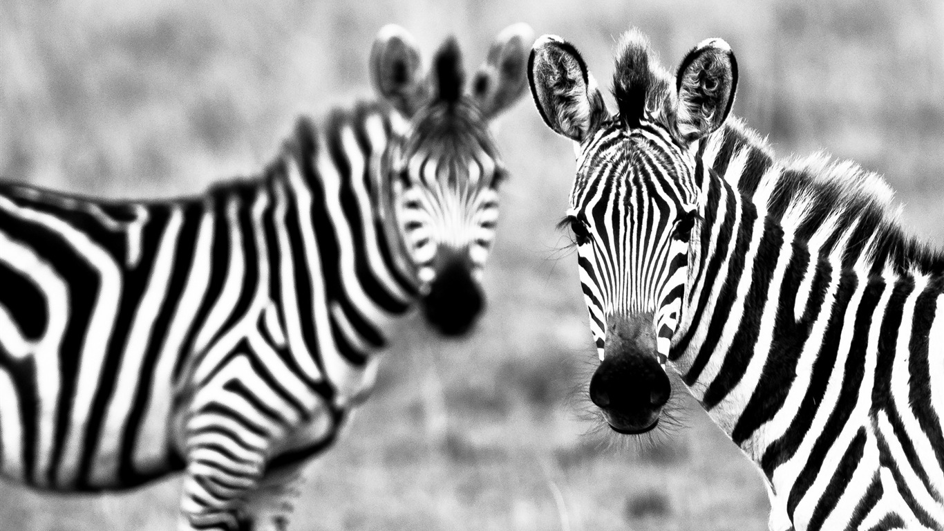 Black and white striped animal, zebra HD wallpapers #8 - 1366x768