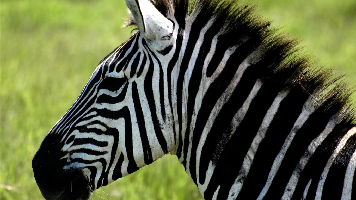 검은 색과 흰색 줄무늬 동물, 얼룩말의 HD 배경 화면 #9 - 1366x768
