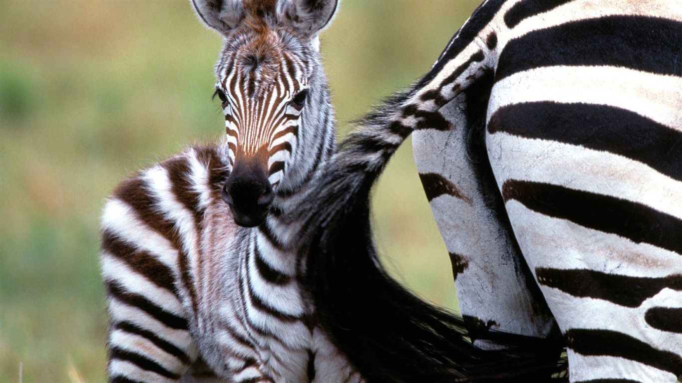 Black and white striped animal, zebra HD wallpapers #10 - 1366x768