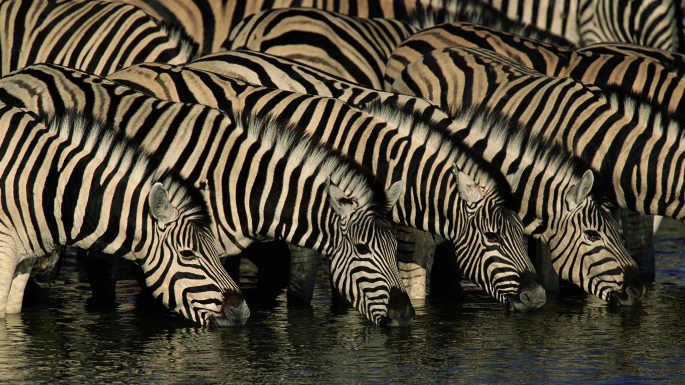 Black and white striped animal, zebra HD wallpapers #11 - 1366x768