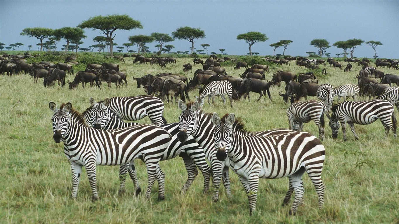 Animal rayé noir et blanc, zèbre fonds d'écran HD #12 - 1366x768