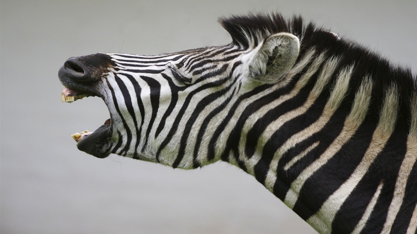 Black and white striped animal, zebra HD wallpapers #14 - 1366x768