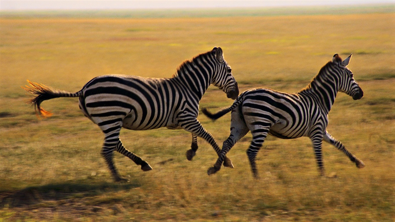 Animal rayé noir et blanc, zèbre fonds d'écran HD #15 - 1366x768