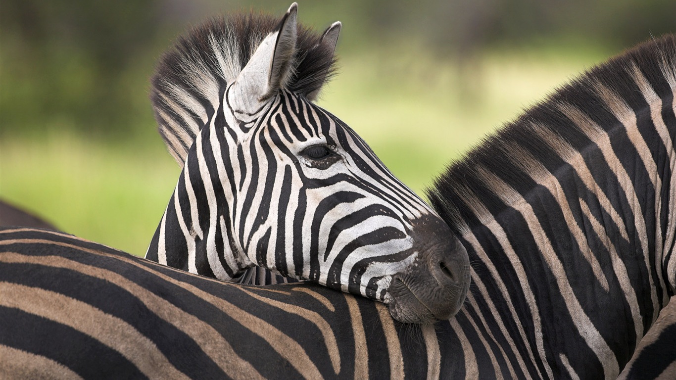Black and white striped animal, zebra HD wallpapers #16 - 1366x768