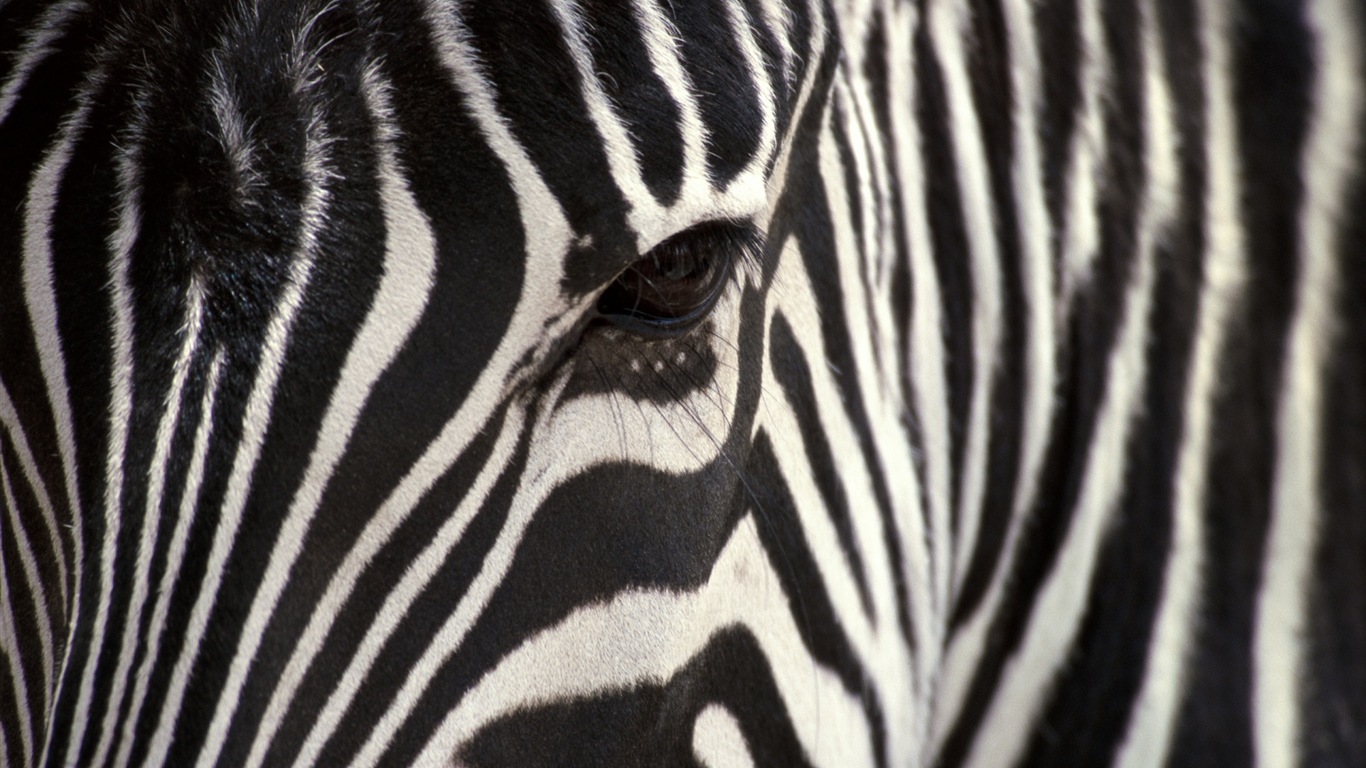 Black and white striped animal, zebra HD wallpapers #17 - 1366x768