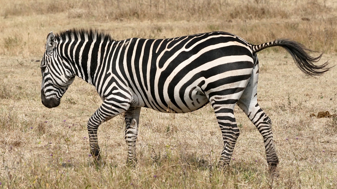 Black and white striped animal, zebra HD wallpapers #18 - 1366x768