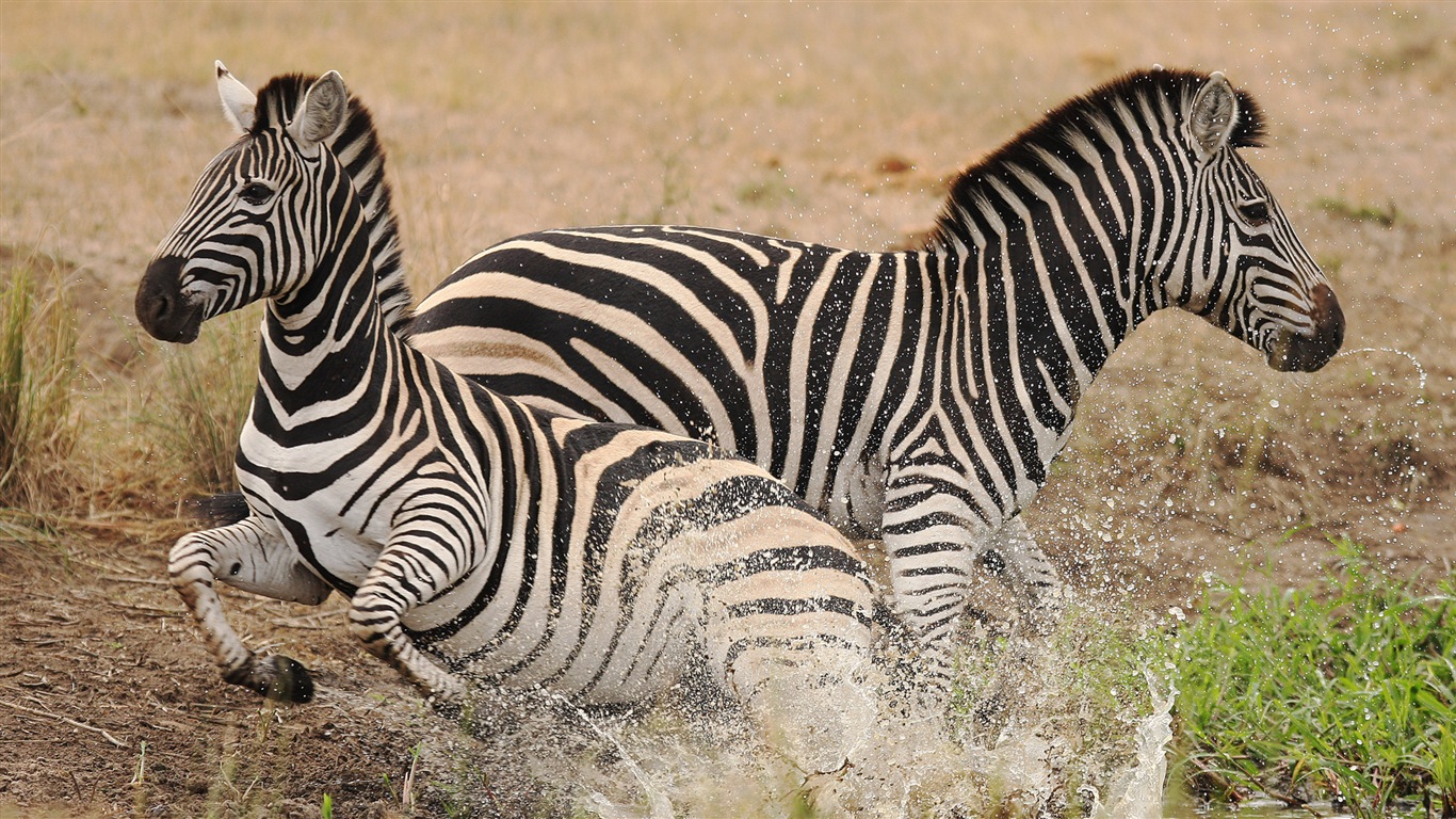 Black and white striped animal, zebra HD wallpapers #19 - 1366x768