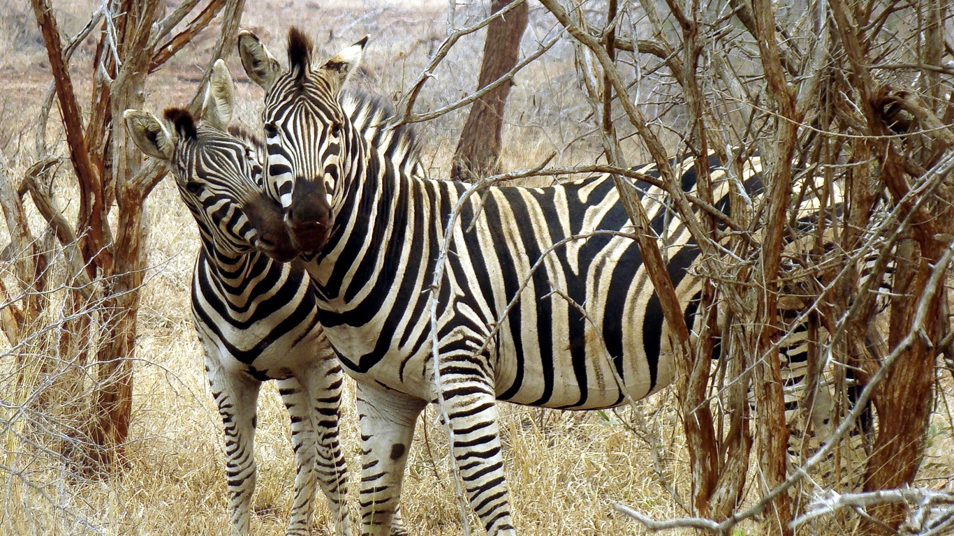 Schwarz-weiß gestreifte Tier, Zebra HD Wallpaper #20 - 1366x768