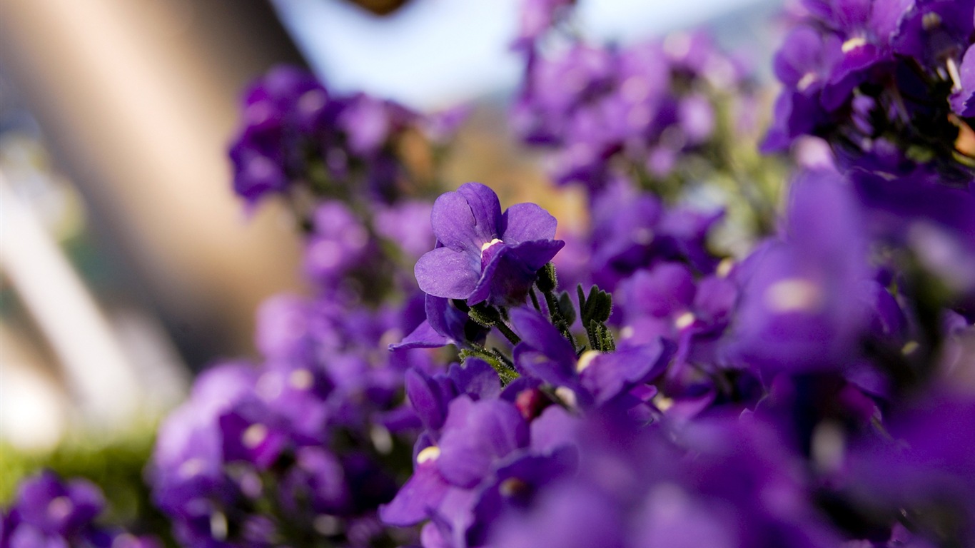 Bunte Blumen close-up, Windows 8 Wallpaper HD #3 - 1366x768