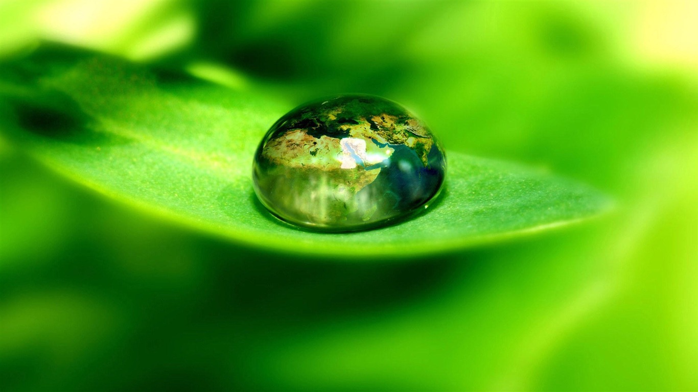 Plant leaves with dew HD wallpapers #2 - 1366x768
