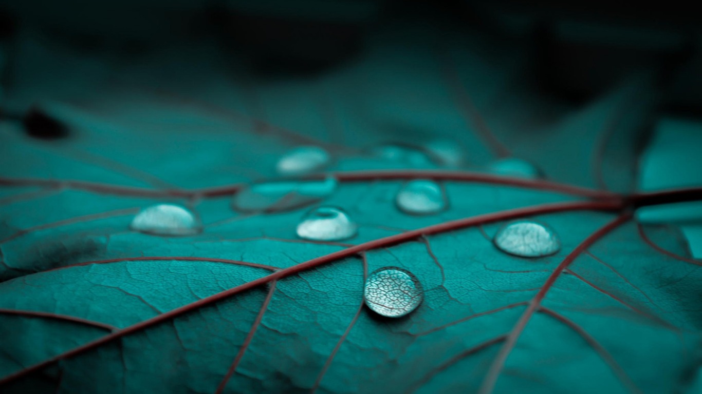 Plant leaves with dew HD wallpapers #8 - 1366x768