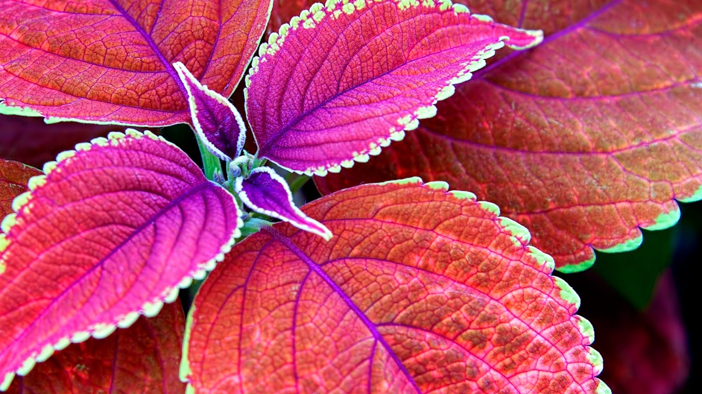 Les feuilles des plantes avec des papiers peints rosée HD #10 - 1366x768
