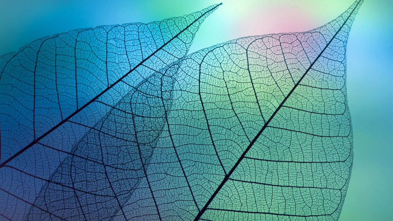 Plant leaves with dew HD wallpapers #13 - 1366x768