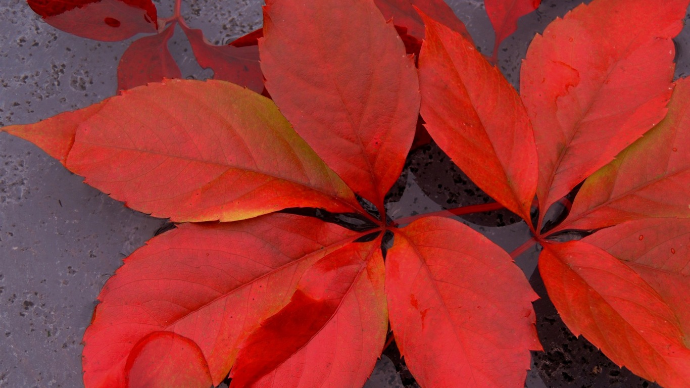 叶子与露珠 高清植物壁纸16 - 1366x768