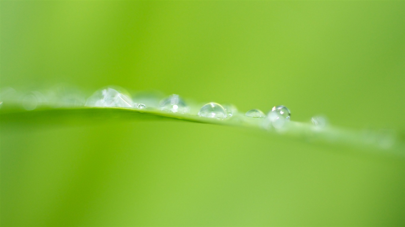 Plant leaves with dew HD wallpapers #20 - 1366x768