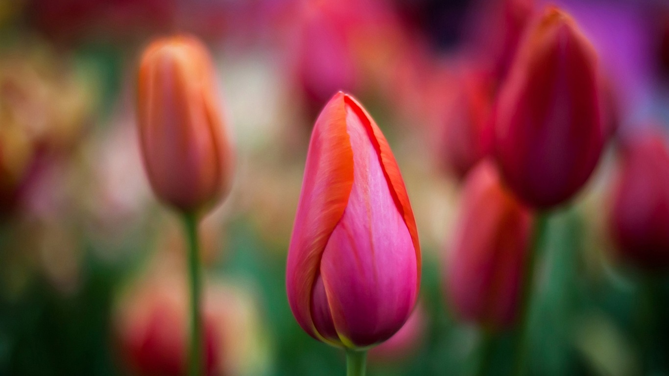 Макро красивых обоев цветы HD #9 - 1366x768