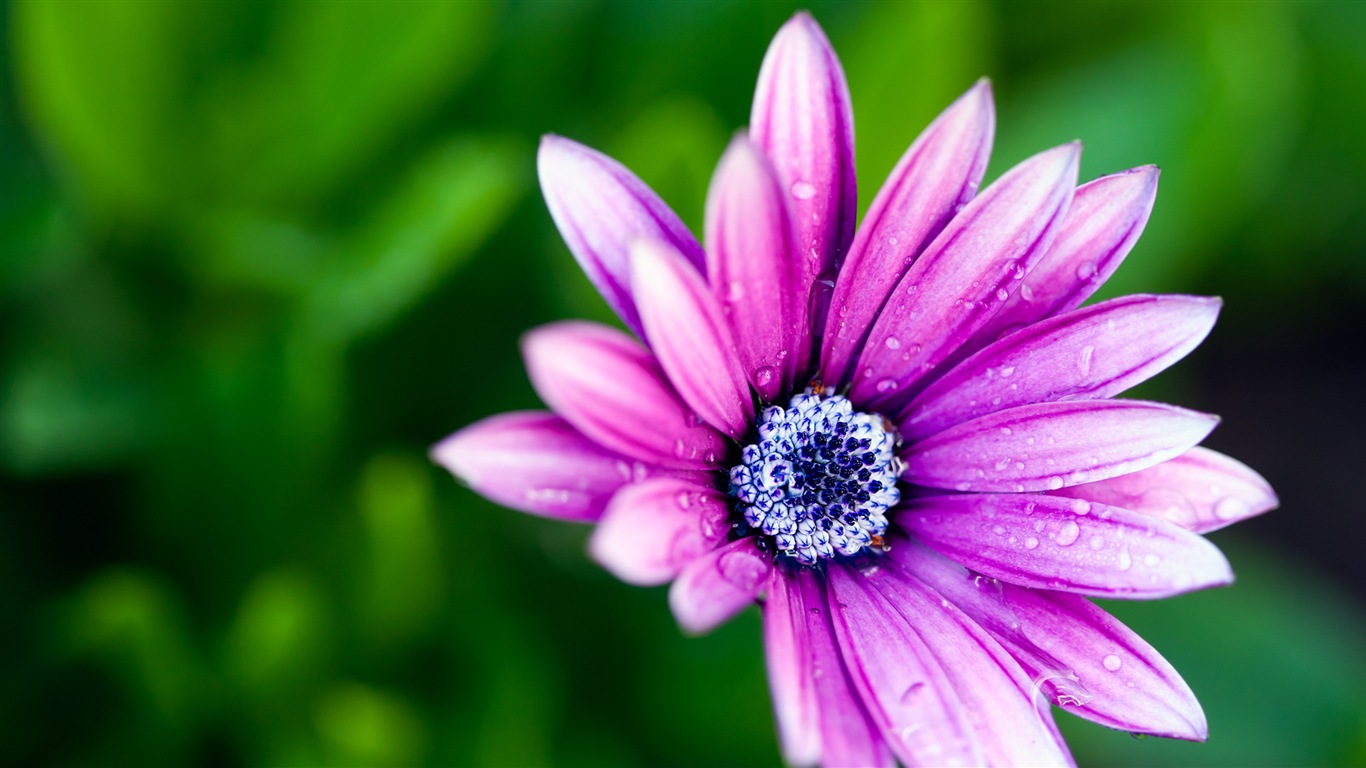 아름다운 꽃의 HD 배경 화면의 매크로 근접 #15 - 1366x768