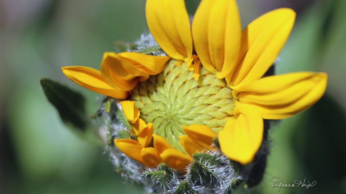 春の花が咲く、Windowsの8テーマの壁紙 #4 - 1366x768