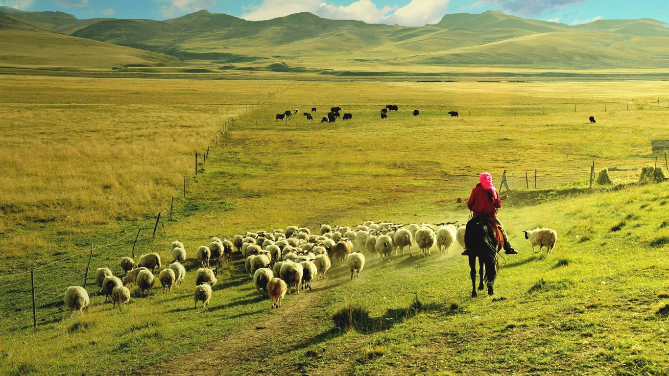 Qinghai-Plateau schöne Landschaft Tapeten #7 - 1366x768