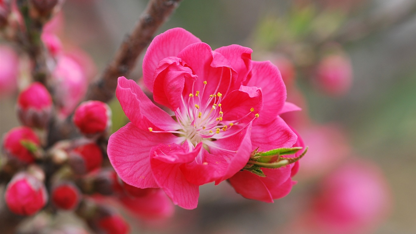 粉红的桃花 高清壁纸1 - 1366x768