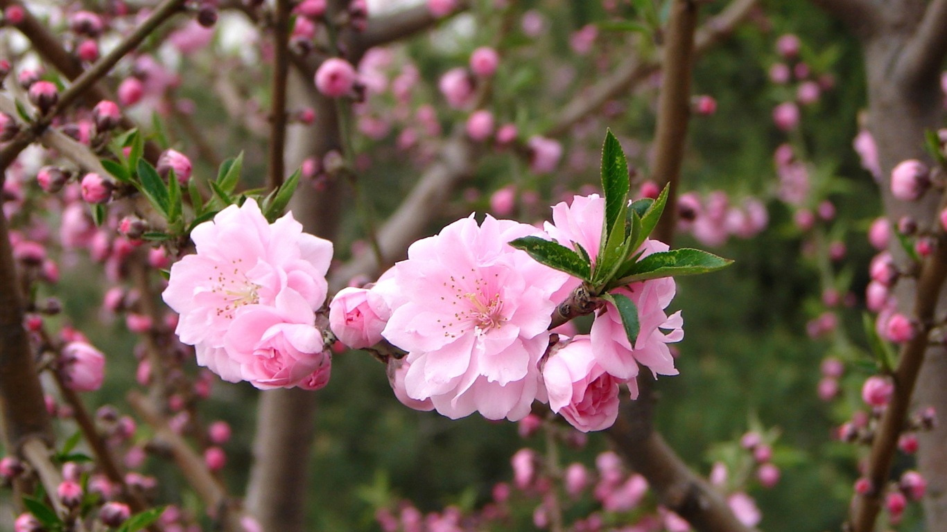 Розовый персик цветы обои #5 - 1366x768