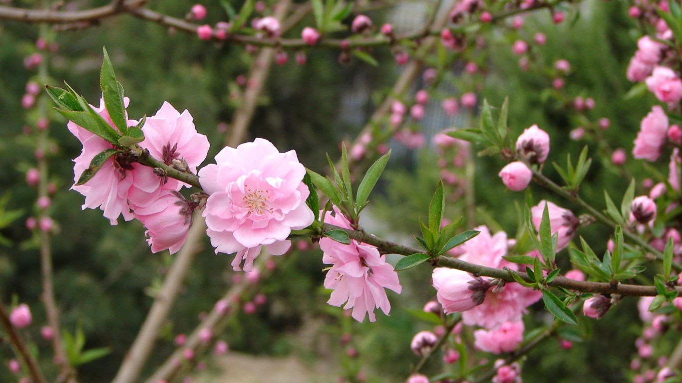 Розовый персик цветы обои #6 - 1366x768