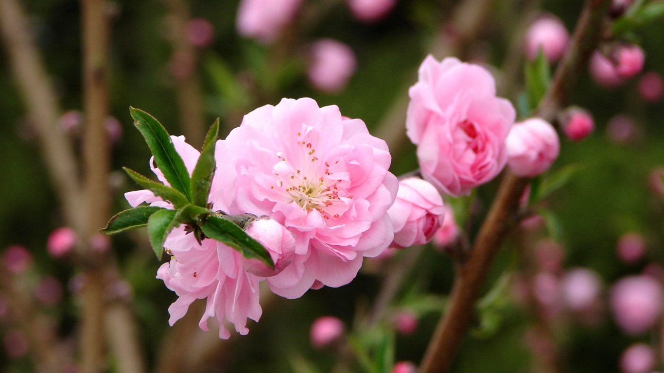 Розовый персик цветы обои #7 - 1366x768