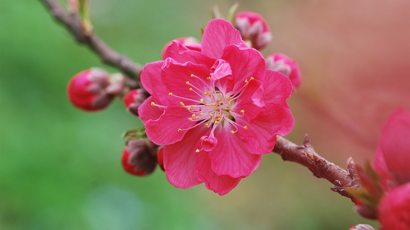 粉红的桃花 高清壁纸10 - 1366x768