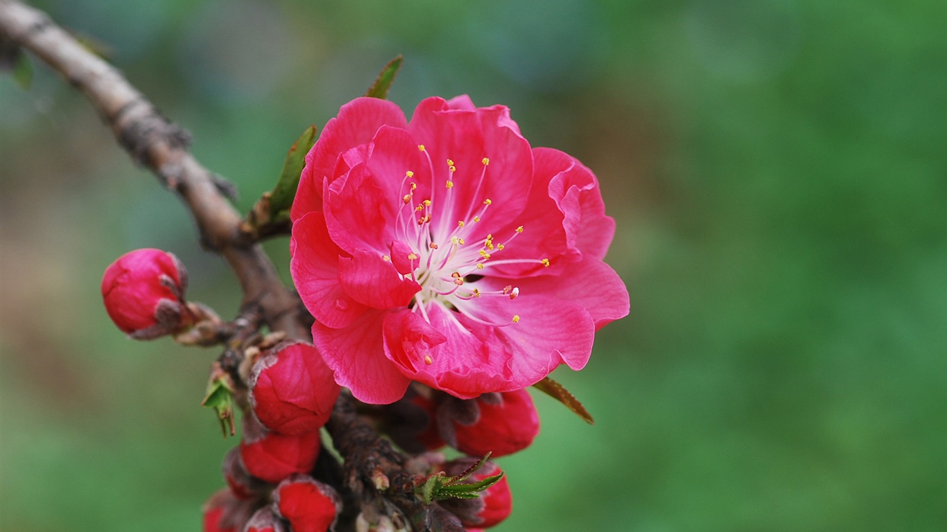 Розовый персик цветы обои #11 - 1366x768