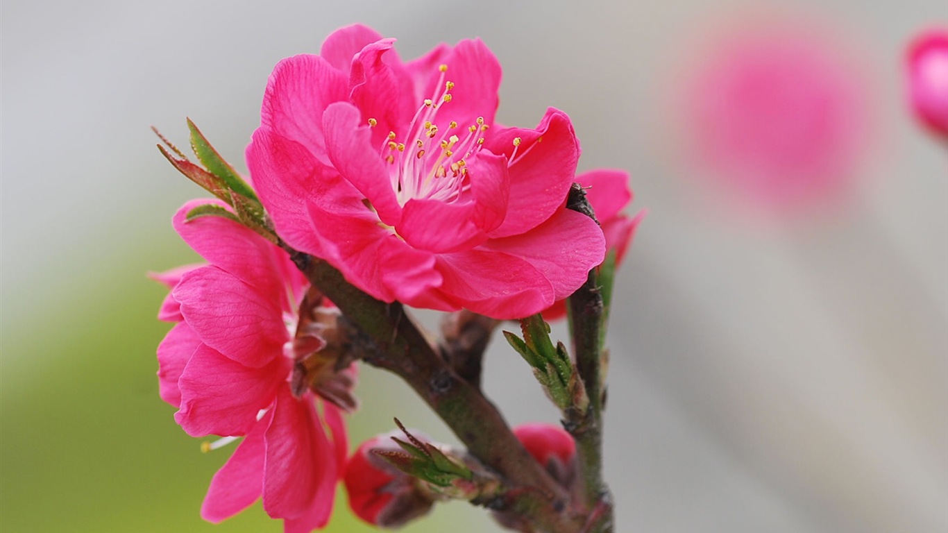 Růžové broskev květiny HD tapetu #12 - 1366x768