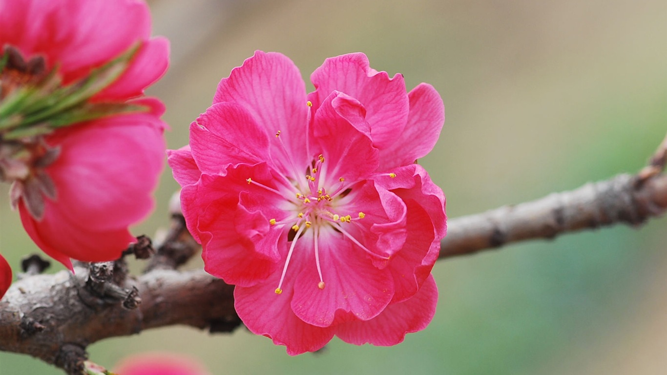 Розовый персик цветы обои #13 - 1366x768