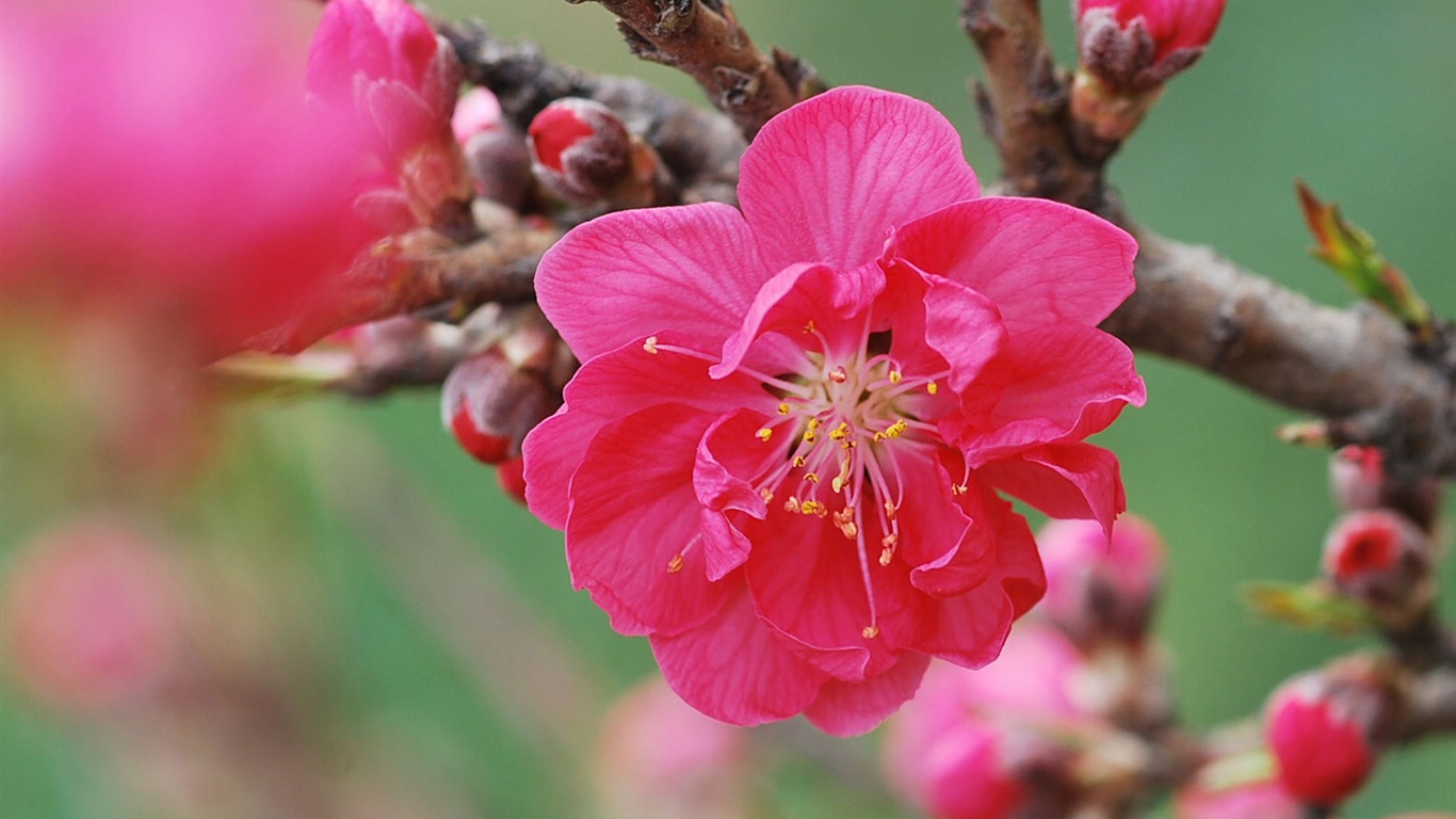 Розовый персик цветы обои #14 - 1366x768