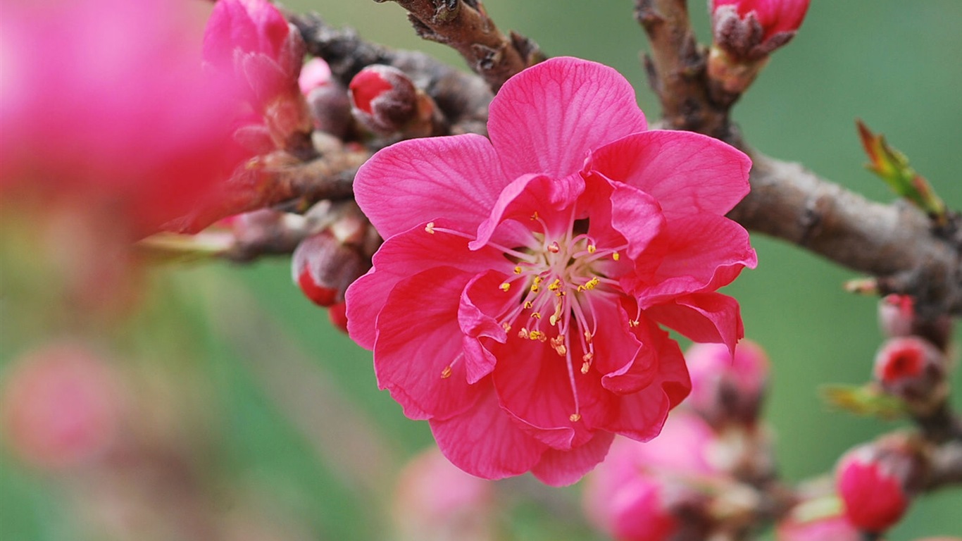 Pink peach flowers HD wallpaper #14 - 1366x768