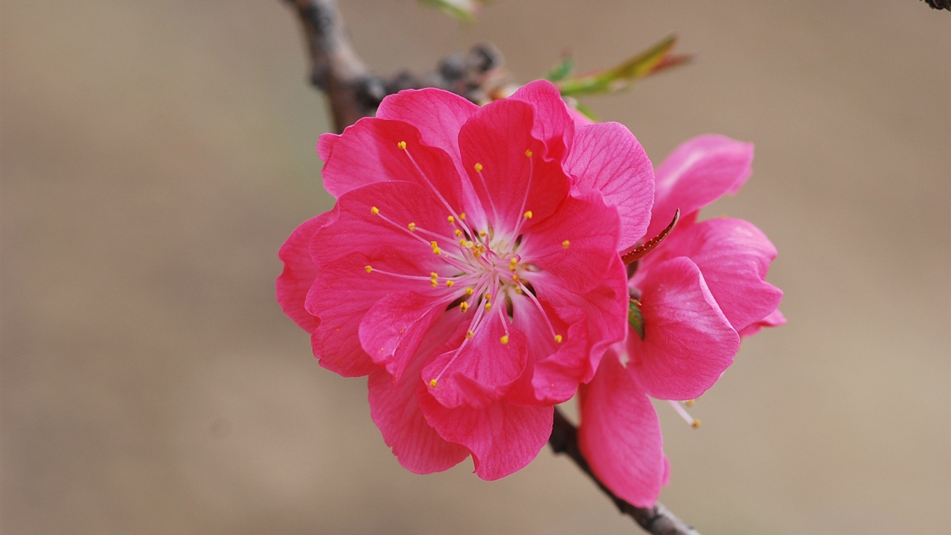 Розовый персик цветы обои #15 - 1366x768