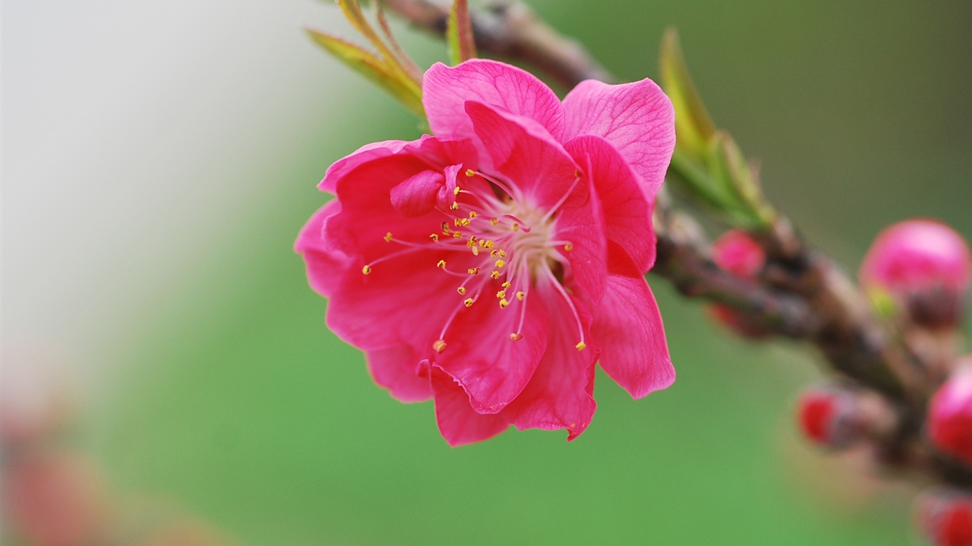 Розовый персик цветы обои #16 - 1366x768