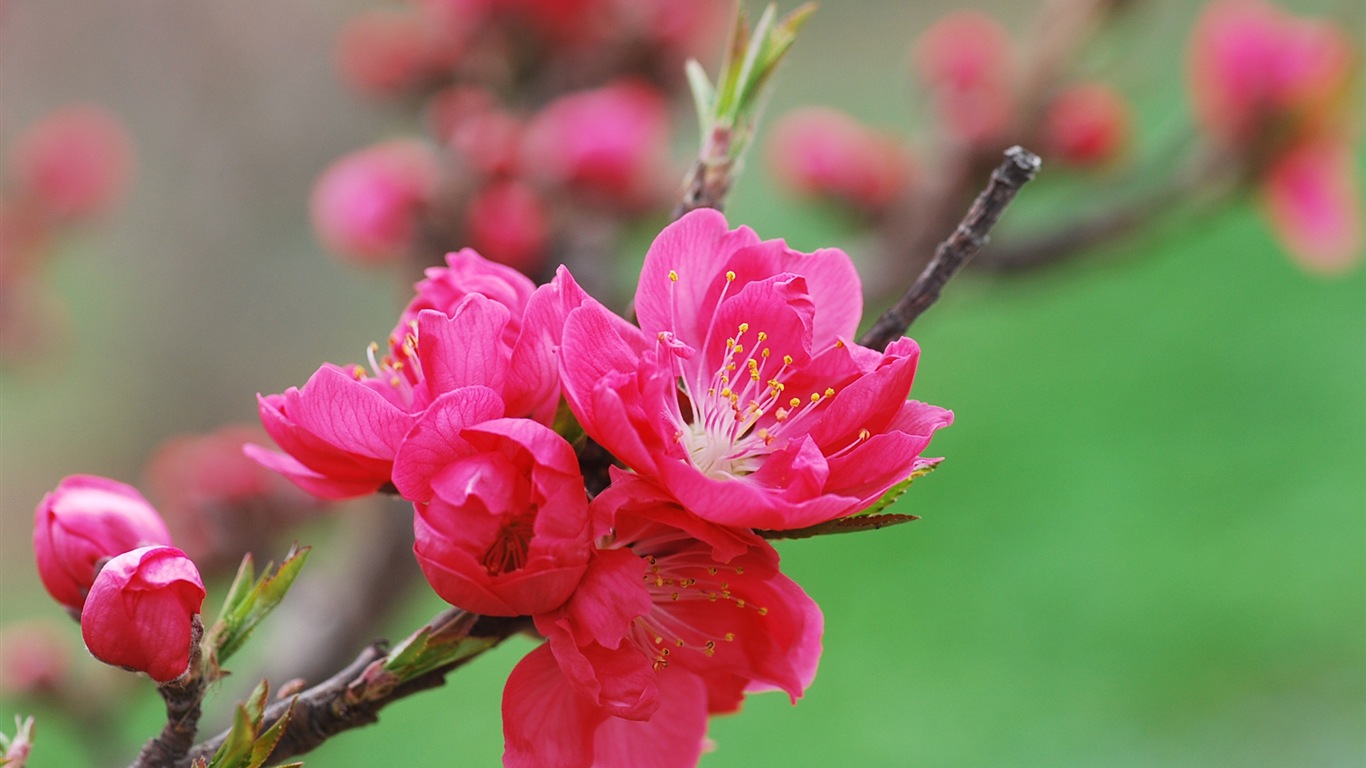 Розовый персик цветы обои #18 - 1366x768