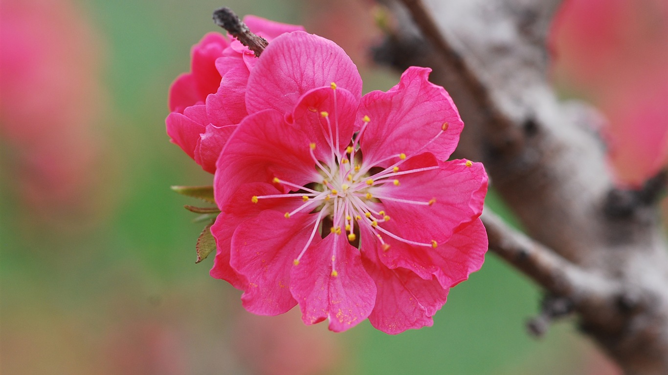 Розовый персик цветы обои #19 - 1366x768