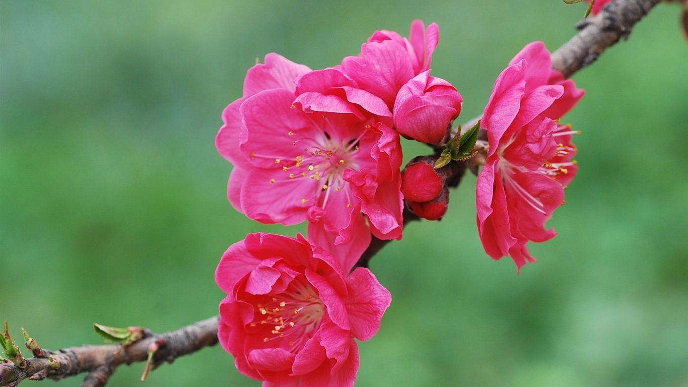 Розовый персик цветы обои #20 - 1366x768