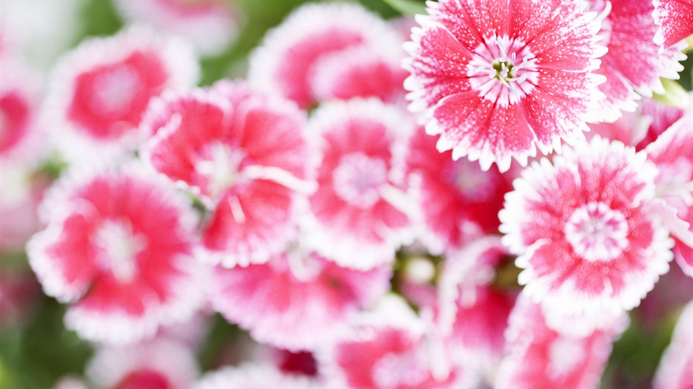 헷갈리는 아름다운 꽃의 HD 벽지 #12 - 1366x768