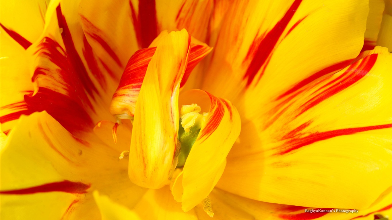 아름다운 튤립 꽃, 윈도우 8 테마의 HD 배경 화면 #2 - 1366x768