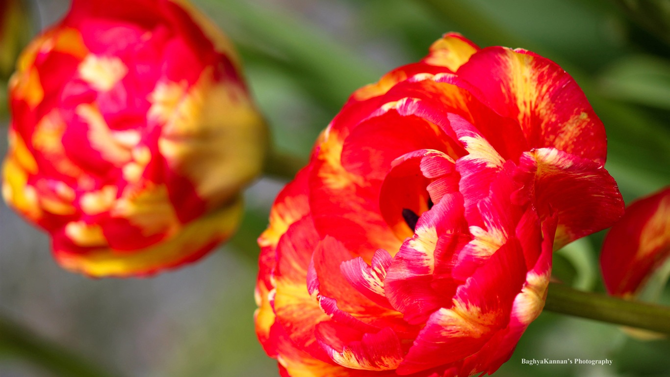 美丽的郁金香花，Windows 8 主题高清壁纸3 - 1366x768