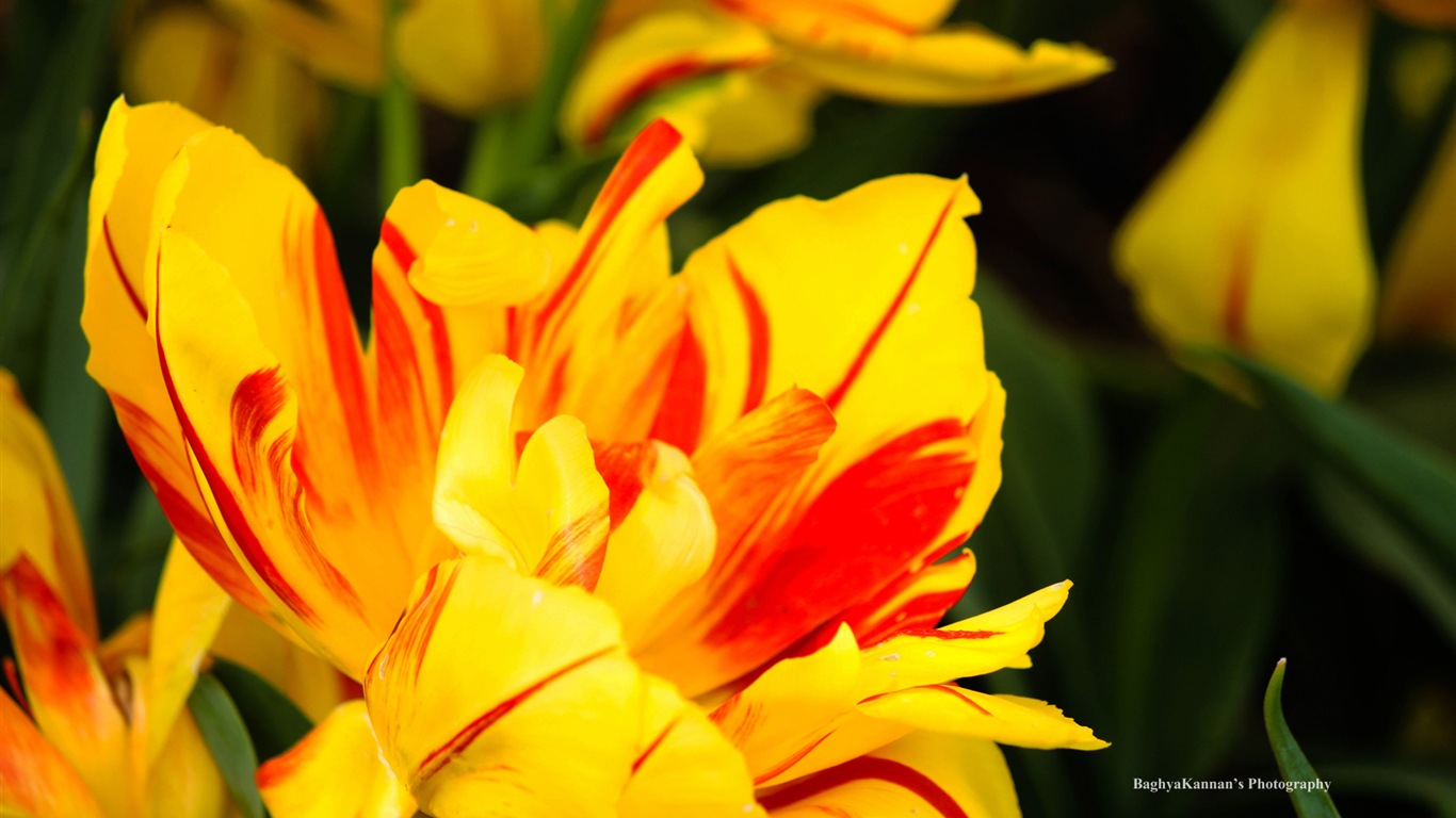 美丽的郁金香花，Windows 8 主题高清壁纸4 - 1366x768