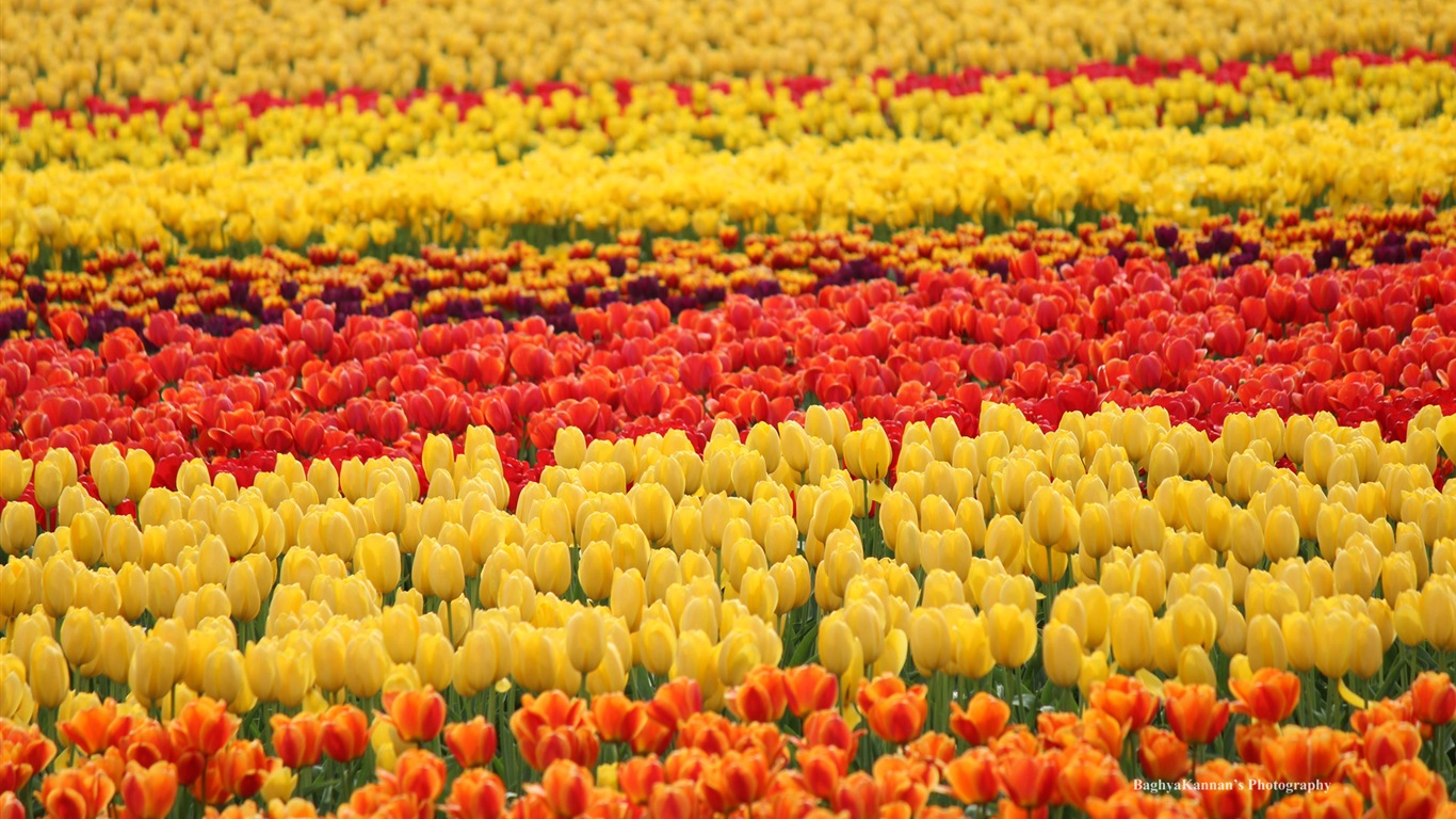Krásné květy tulipánů, Windows 8 téma HD Tapety na plochu #5 - 1366x768