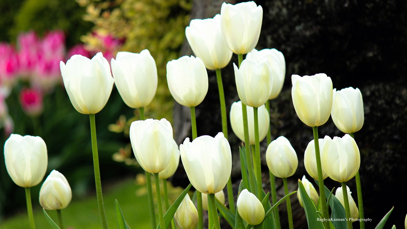Krásné květy tulipánů, Windows 8 téma HD Tapety na plochu #7 - 1366x768