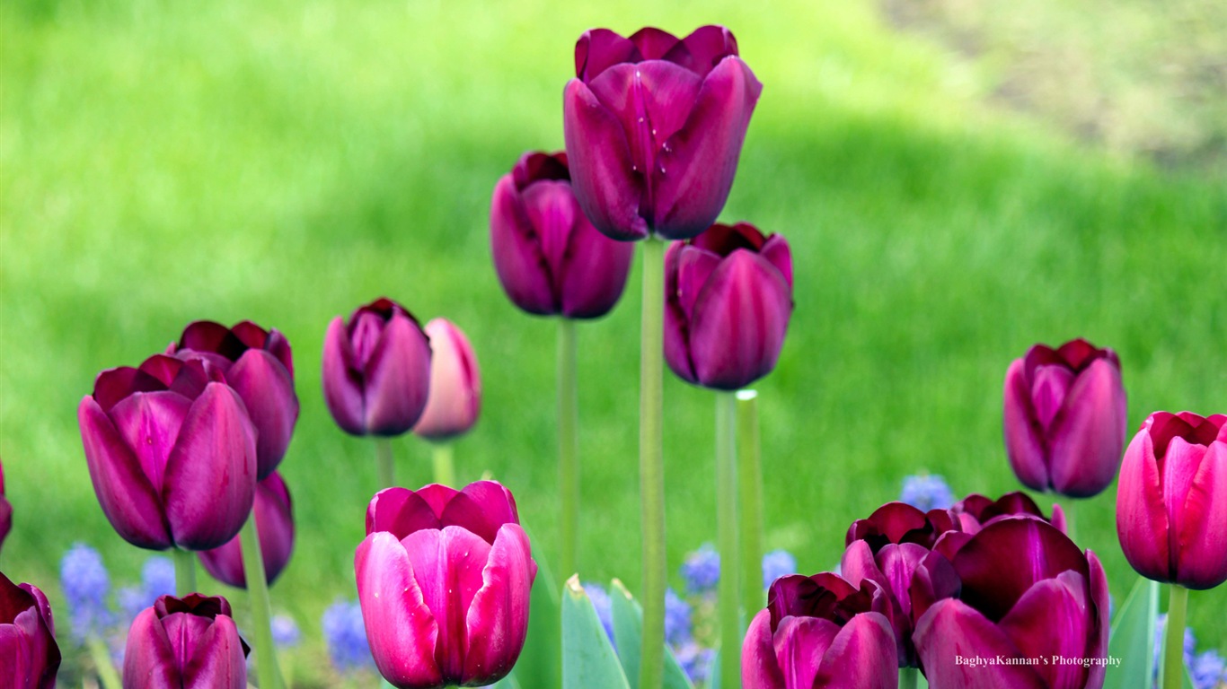 아름다운 튤립 꽃, 윈도우 8 테마의 HD 배경 화면 #12 - 1366x768