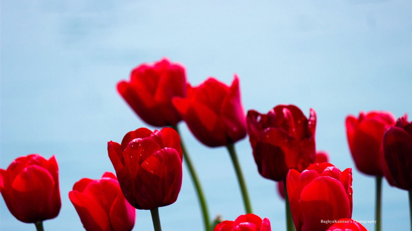 아름다운 튤립 꽃, 윈도우 8 테마의 HD 배경 화면 #13 - 1366x768