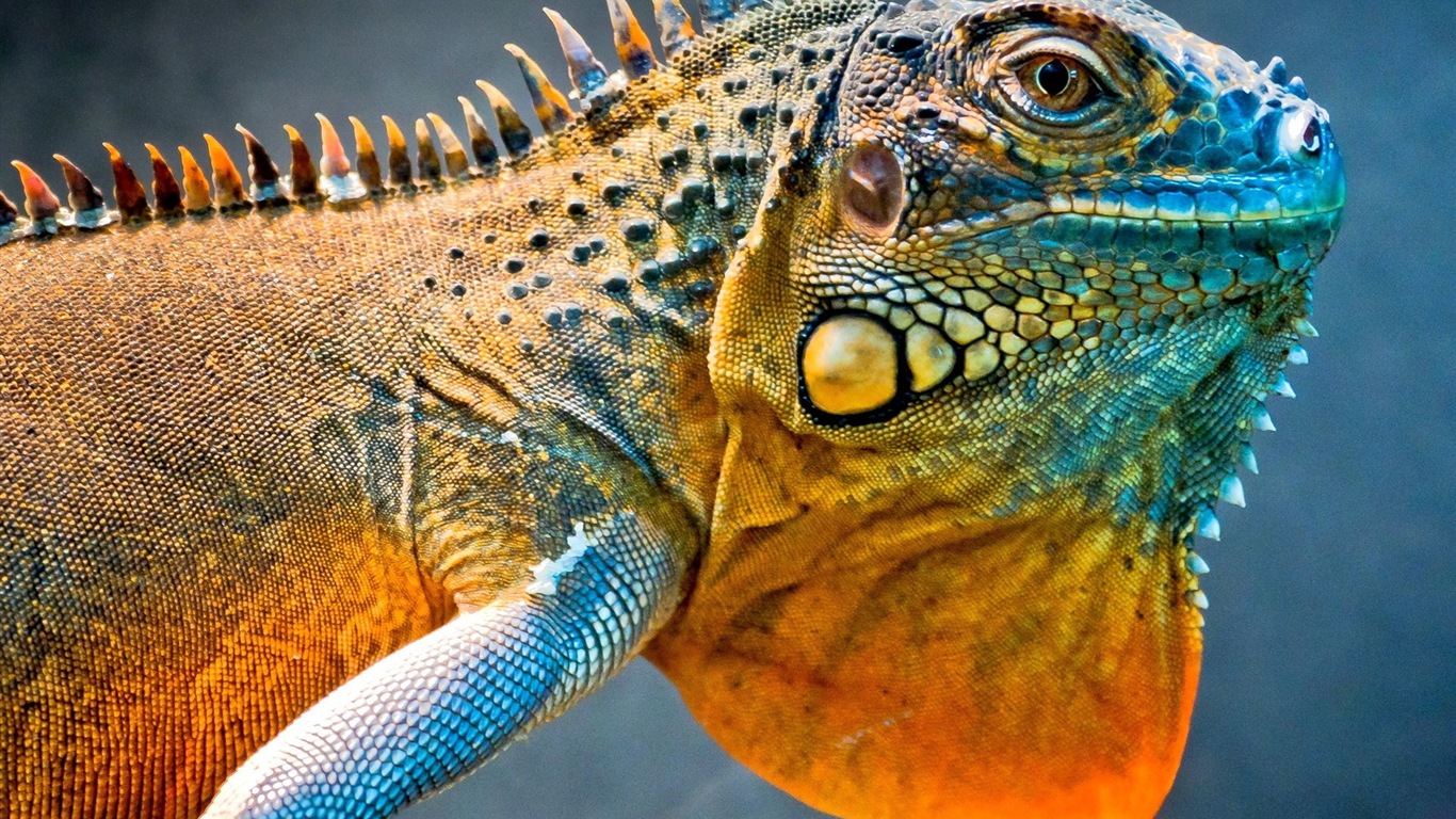 Animales colorido fondos de pantalla de alta definición camaleón #1 - 1366x768