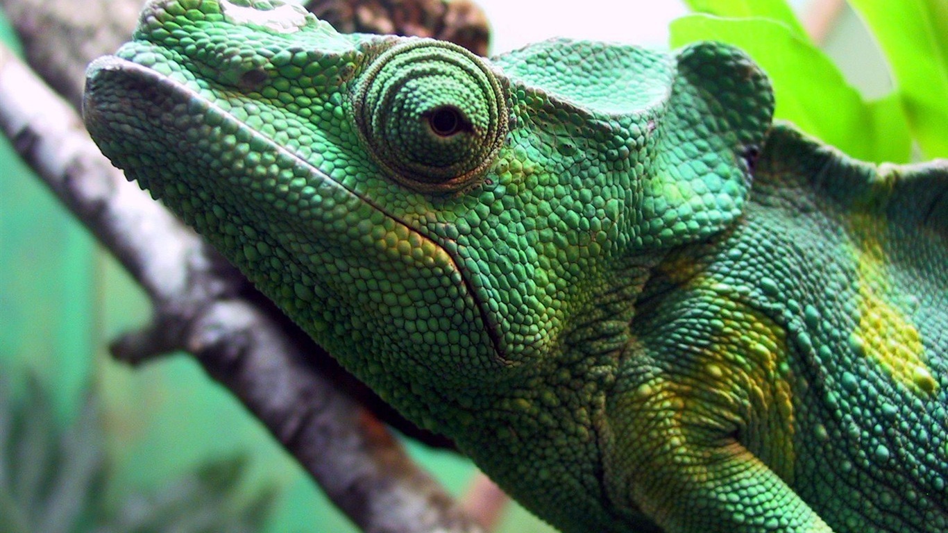 Animales colorido fondos de pantalla de alta definición camaleón #3 - 1366x768