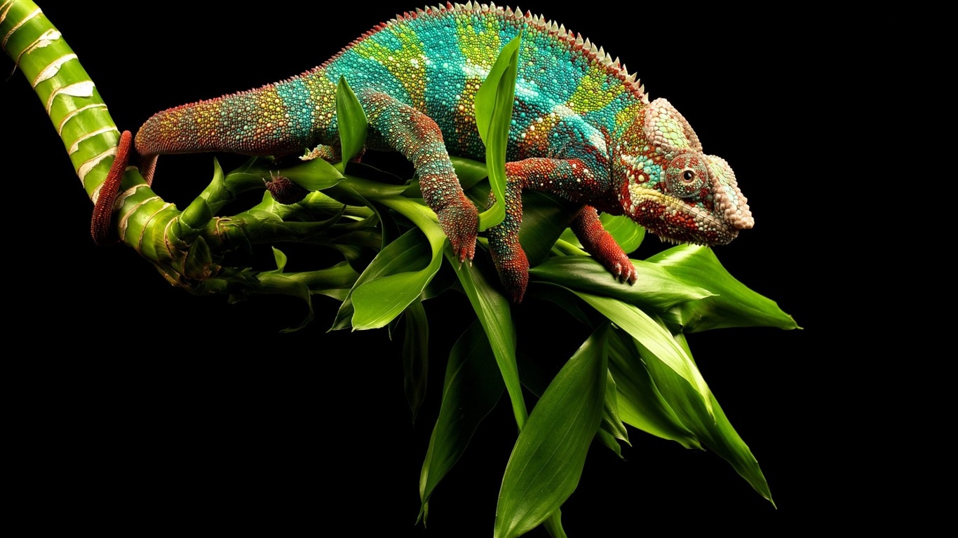 Animales colorido fondos de pantalla de alta definición camaleón #6 - 1366x768