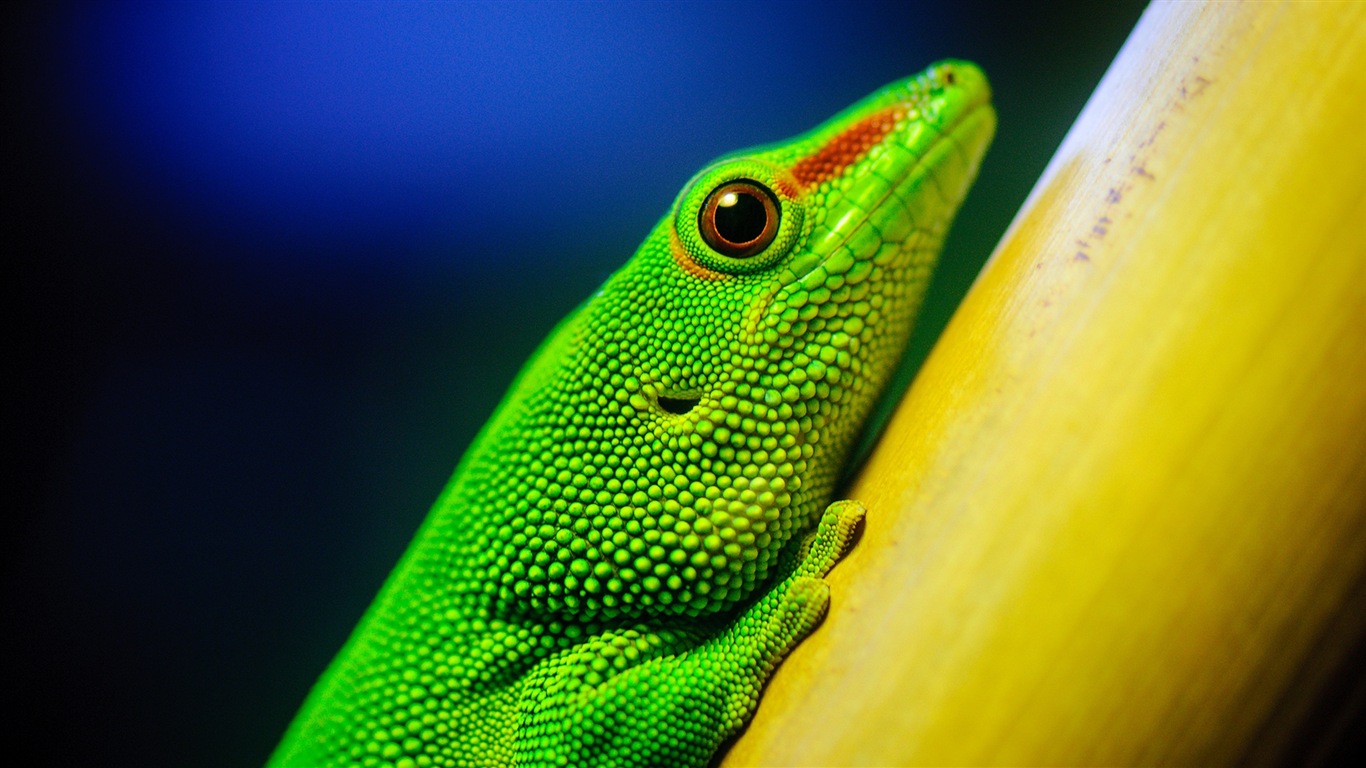 Animales colorido fondos de pantalla de alta definición camaleón #7 - 1366x768